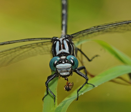 2009_06_07_Chattooga_Gomphus consanguis_Cherokee Clubtail - 04 copy